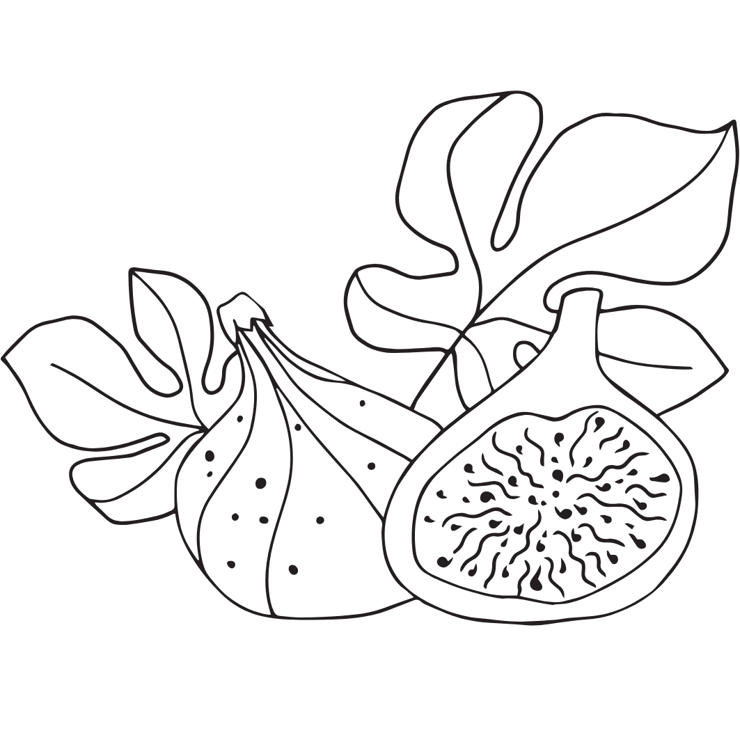 Geöffnete und geschlossene Feigen im Fine-Line-Stil in schwarz