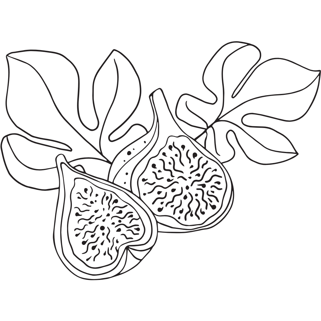 Geöffnete Feigen im Fine-Line-Stil in schwarz